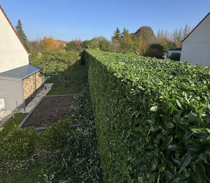 Entretien de haie Bussy-Saint-Georges